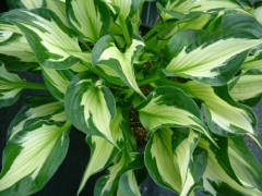 Funkia ‘Whirlwind ‘ (Hosta)